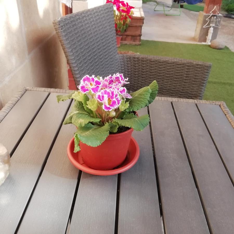 לינה וארוחת בוקר אלגהרו El Matorral מראה חיצוני תמונה